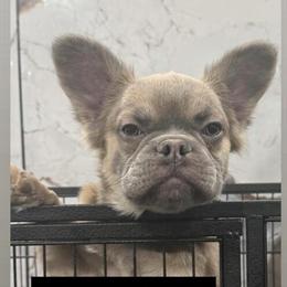 French Bulldog ready for a forever home in Philadelphia, pa
