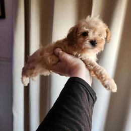 Male Toy Poodle Ready January 7, 2026 in Richmond, va