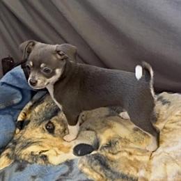 Chihuahua Puppy - Gorgeous Blue Boy Ready for Forever Home in Punta Gorda, fl