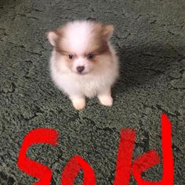 Male Pomeranian Puppies for Sale in Maysville, ky