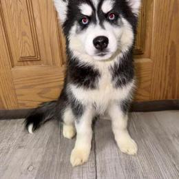 Husky Puppies for Sale - 13 Weeks Old in Carteret, nj