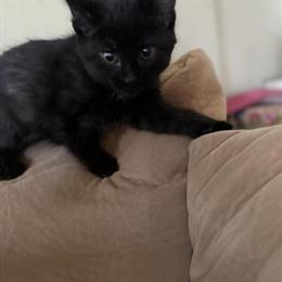 Free Kittens Available - 6 Kittens Born on October 15 in Taylor, mi