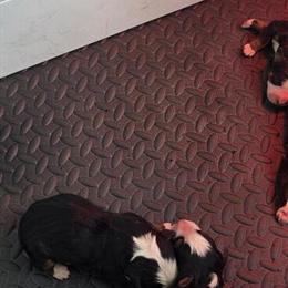 Bernese Mountain Dog Puppies from AKC Champion Bloodline in Medina, oh