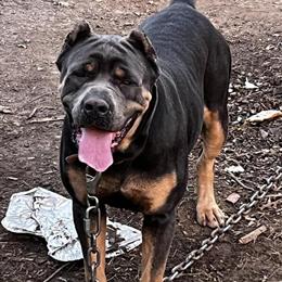 Cane Corso Female, 2 Years Old, Blue Tri, ICCF Registered in Raleigh, nc