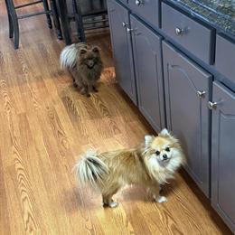 Female AKC Pomeranian for Adoption in Goldsboro, nc