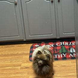 Male AKC Pomeranian for Adoption in Goldsboro, nc