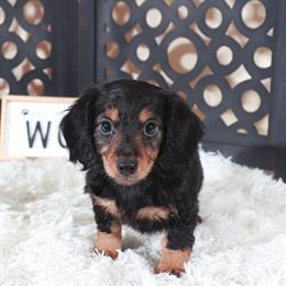 Handsome Dachshund Puppy Available for Adoption in Mount Vernon, oh