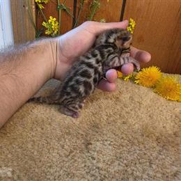 Bengal Kittens - TICA Registered and Vet Checked in Harrisonburg, va