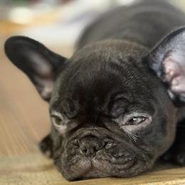 Chocolate AKC Registered French Bulldog Puppy in Kansas City, mo