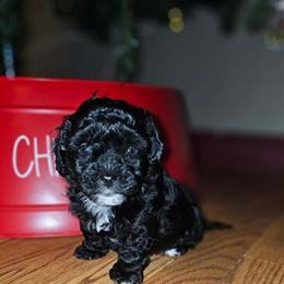 Shorkie Puppies for Adoption in Cincinnati, oh