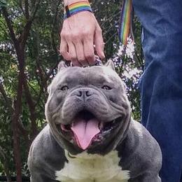American Bully Available for Stud Service in Dayton, oh