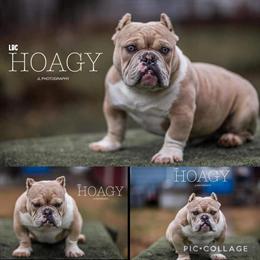 Tiny Merle Female Dog - 1.5 Years Old, Fully Vaccinated in Dayton, oh