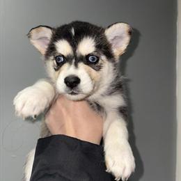 Female Siberian Husky for Adoption in Philadelphia, pa