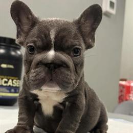 French Bulldog Female Puppy with Big Ropes in Philadelphia, pa