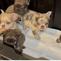 Fluffy French Bulldogs for Sale in Philadelphia, pa