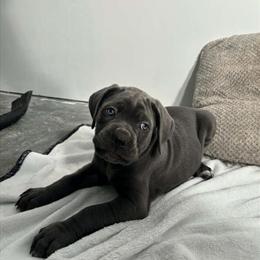 Cane Corso Puppies for Sale in Newmanstown, pa