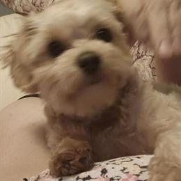Maltipoo Stud Wanted for Lil Peanut in Sterling Heights, mi