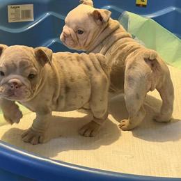 Mini English Bulldogs Available in Pinson, al