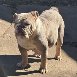 3-Year-Old Lilac Tri Merle English Bulldog Looking for a Forever Home in Pinson, al
