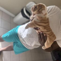 English Bulldog Stud Service - Big Boss Merl AKC Registered in Baton Rouge, la