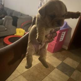 Fluffy French Bulldog Available for Loving Home in Baton Rouge, la