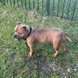 Pocket Bully Stud Available Now in Durham, nc