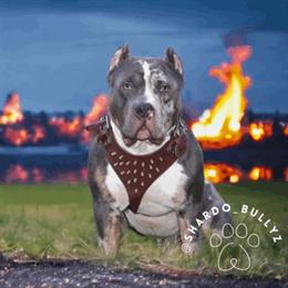 American Bully Tri Merle Stud Available for Breeding in Detroit, mi