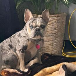 Tri Merle Female French Bulldog Available in Detroit, mi