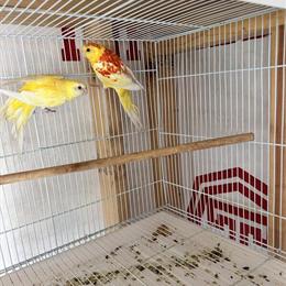 Red Rump Birds with Red Eyes for Sale in Panorama City, ca