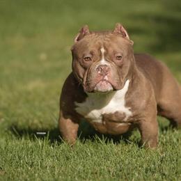 American Bully Stud Service - Early Lock In Available in Chicago, il