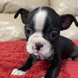Boston Terrier Puppies Available in Roanoke, va