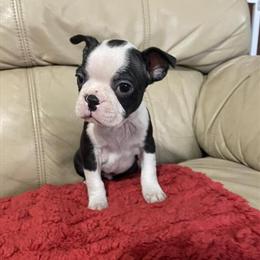 Boston Terrier Male Puppy - 7 Weeks Old in Roanoke, va