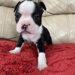 Boston Terrier Puppy for Adoption in Roanoke, va