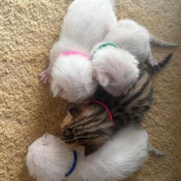 Bengal Female Kitten for Sale in Harrisonburg, va