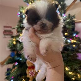 Pomeranian Male Chocolate Parti for $1900 in Oak Lawn, il