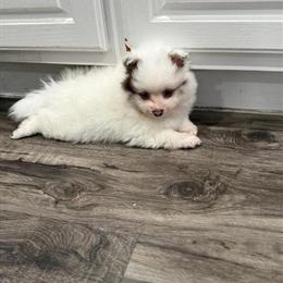 Pomeranian Male Puppy for Sale - Chocolate Merle Extreme Piedbald in Oak Lawn, il