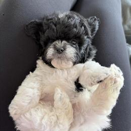 Shihpoo Puppies Ready for Adoption in Bakersville, NC in Johnson City, tn