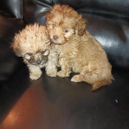 Tiny Shih Poo Puppies for Adoption in Douglasville, ga