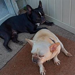 Frenchton Puppies Available - Born July 4, 2025 in Birch Run, mi