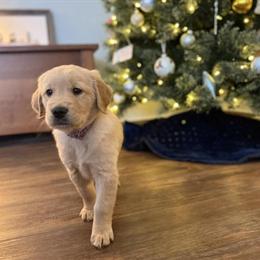 Golden Retriever Puppies Available - AKC Registered in Columbus, oh