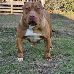 American Bully Females Available in Auburn, al