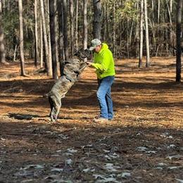 Cane Corso Stud Available in Loganville, ga