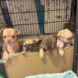 Chihuahua Puppies for Sale in Rochester, mn