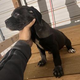 Cane Corso Puppies Available in Loganville, ga