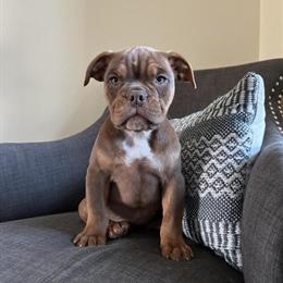 Olde English Bulldogge Puppies Available in Eau Claire, wi