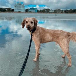 Goldendoodle Stud Service Available in Eau Claire, wi