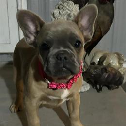 French Bulldog Female Ready for Forever Home in Spring Hill, fl