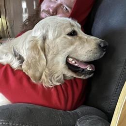 Golden Retriever Stud Service - AKC Registered in Delton, mi