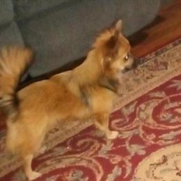 Beautiful Long Haired Chihuahua Available in Danville, va