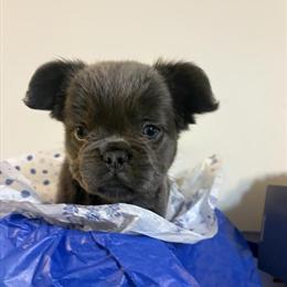 Fluffy French Bulldog Puppies Available in Fayetteville, nc